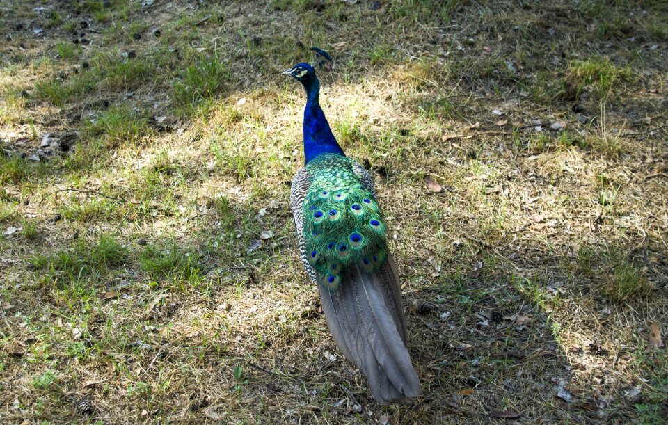 Bird peacock zoo latvia