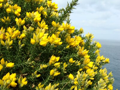 Broom bush yellow