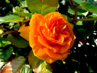 Rose bloom garden plant photo