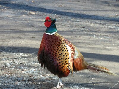 Bird pheasant nature