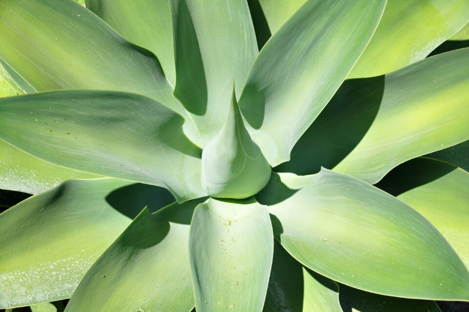 Succulents succulent texture