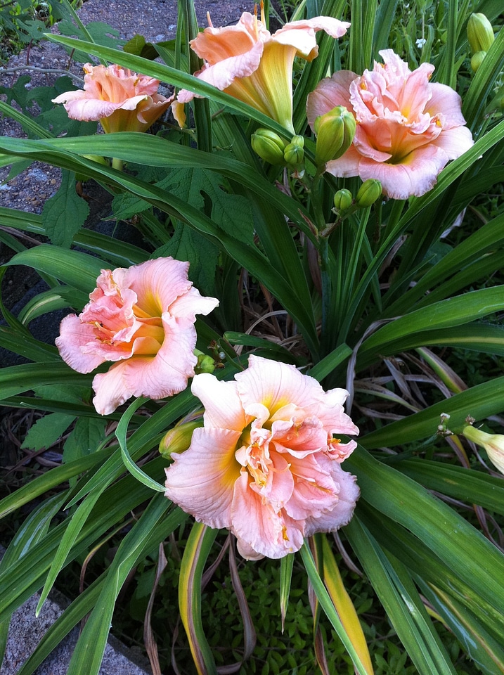 Pink coral orange