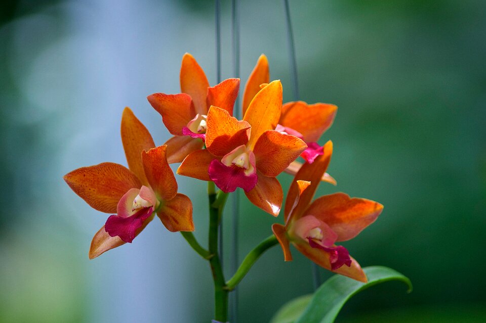 Blossom flora orchid