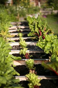 Bio edible flower vegetables
