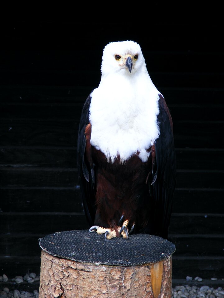 Birds of prey show raptor bird of prey