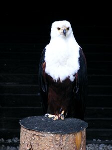 Birds of prey show raptor bird of prey photo