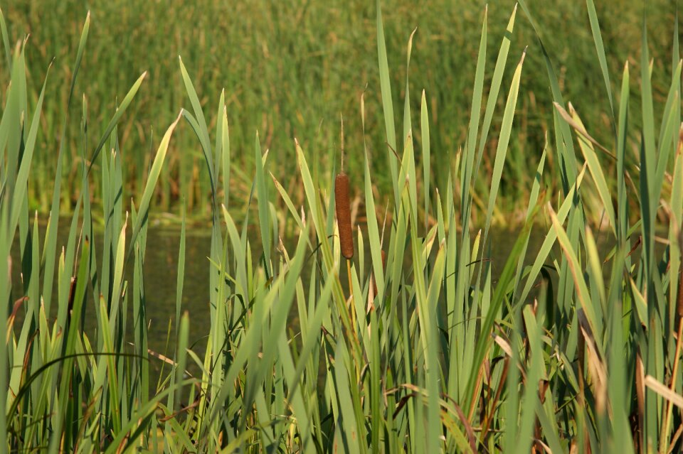 Shuvar lake wilanowskie