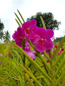 Flowers orchids