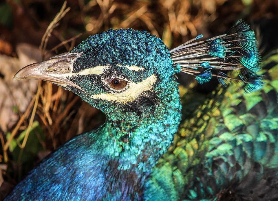 Iridescent feathers wings feather