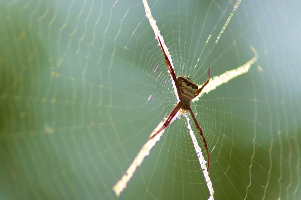 Insects macros spider webs photo