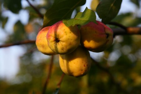Autumn nature apple