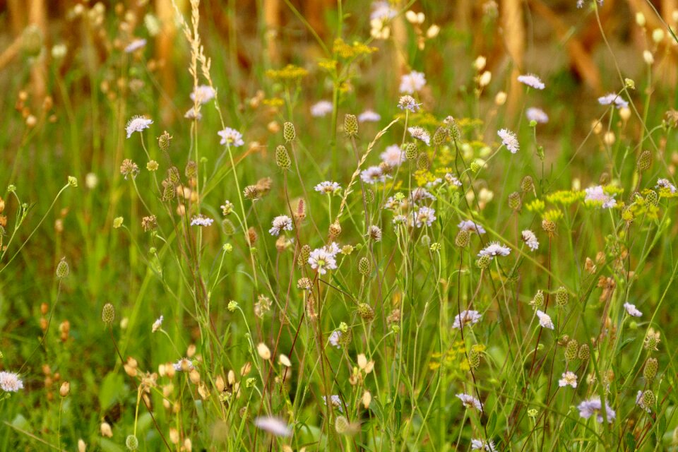 Flowers nature summer