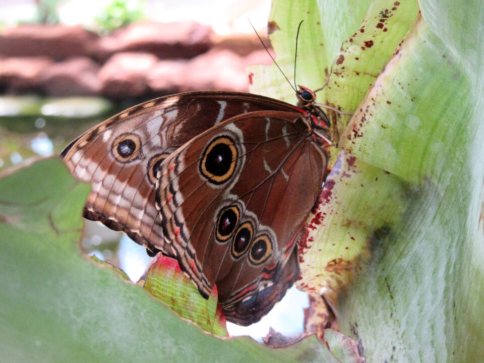 Insects nature wing