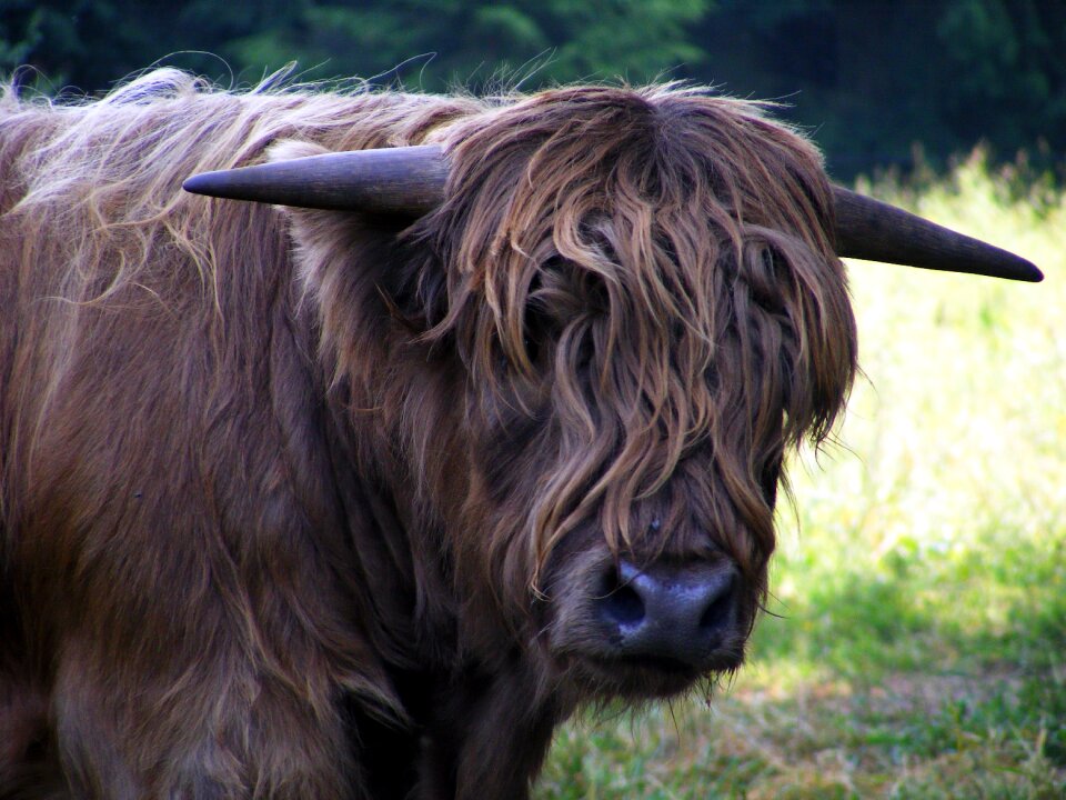 Fur livestock shaggy photo