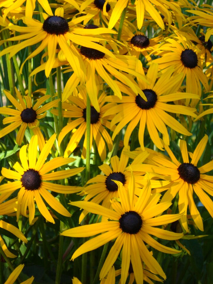 Flowers garden coneflower