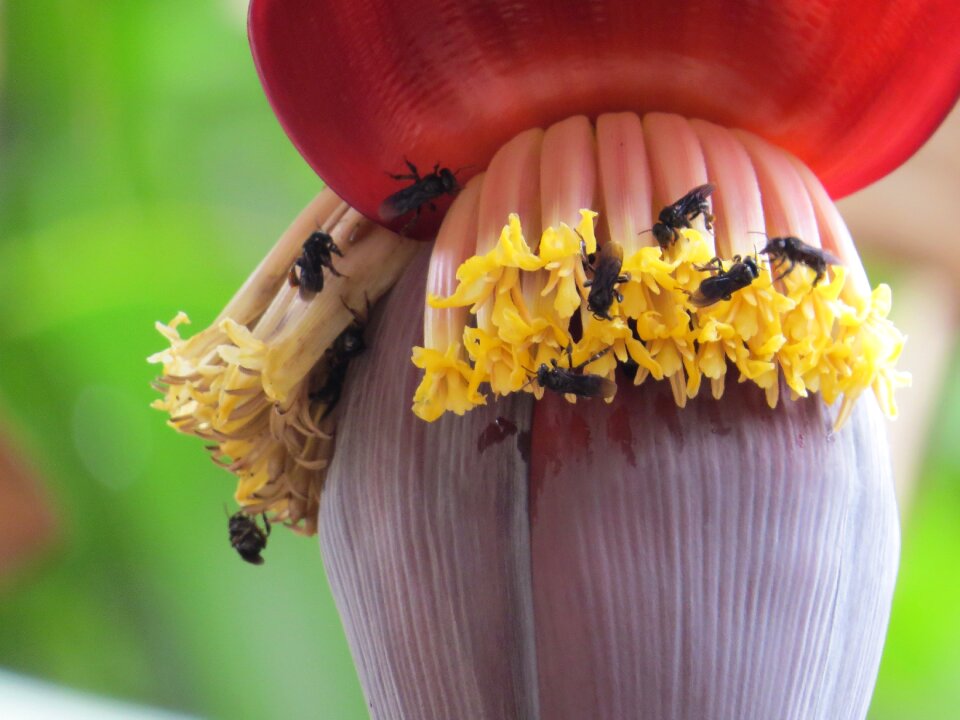 Nature pollen animal