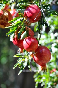 Fruit fruits tree