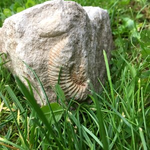 Artifact fossil stone