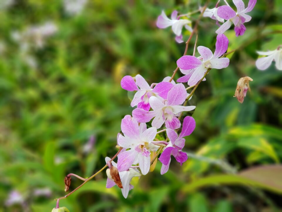 Flowers orchids