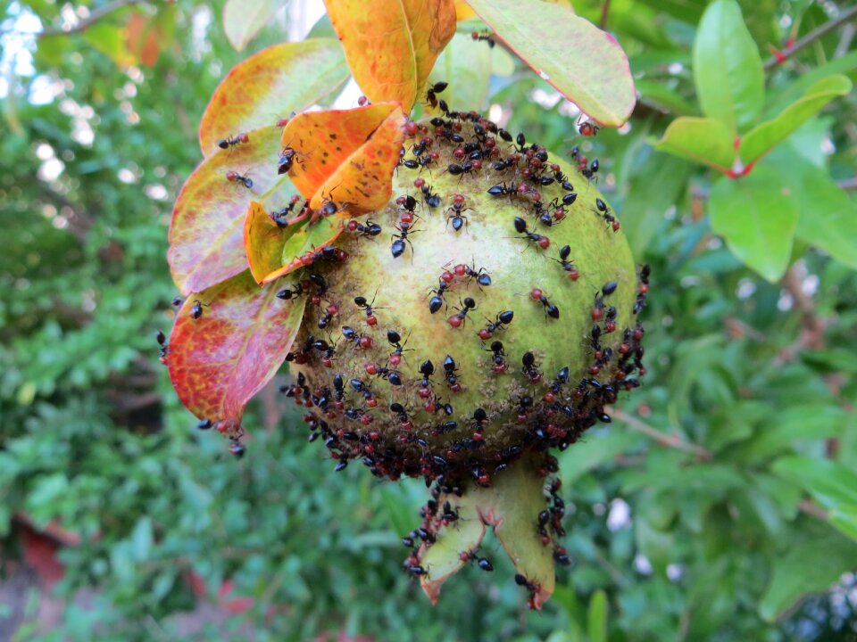 Summer agriculture briar