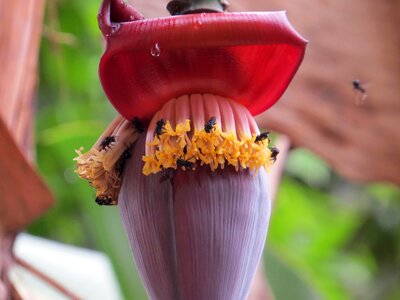 Tropical exotic nature