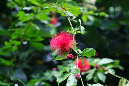 Plant red bloom photo