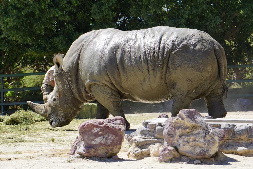 Africa rhino animals
