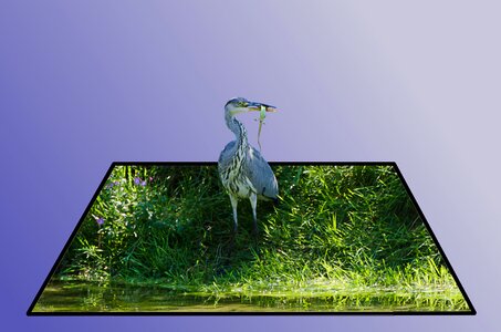 Animal background figure