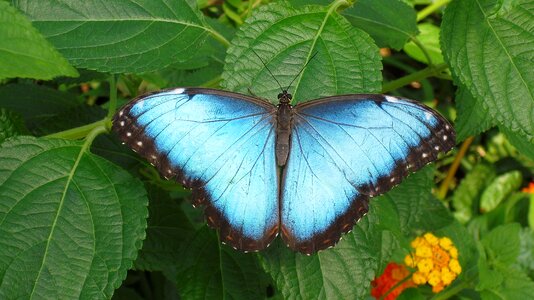 Nature bug blue photo