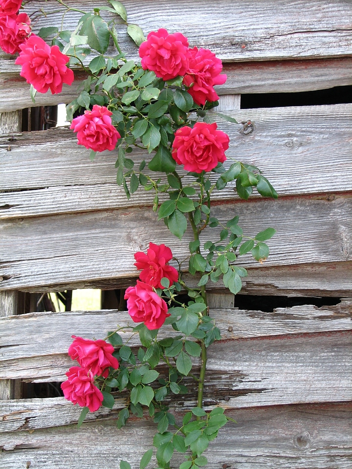 Flower red roses rose blooms