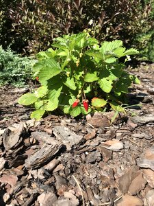 Flora outdoors agriculture
