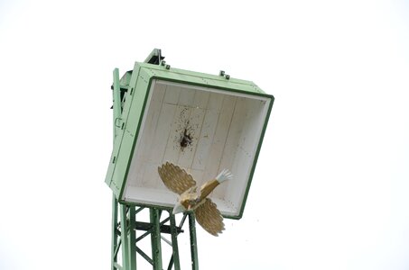 Meschede champion shot bird