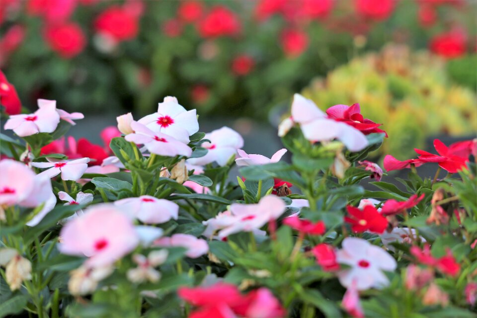 Garden white petals pink center