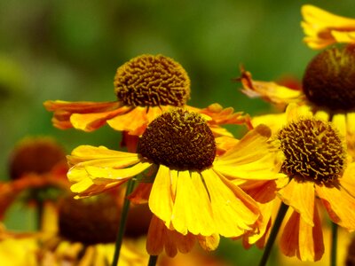 Yellow orange echinacea
