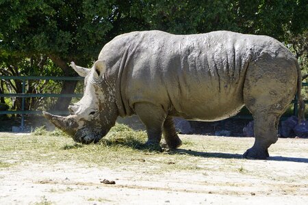 Africa rhino animals