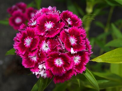 Clavellina carnations petals jagged