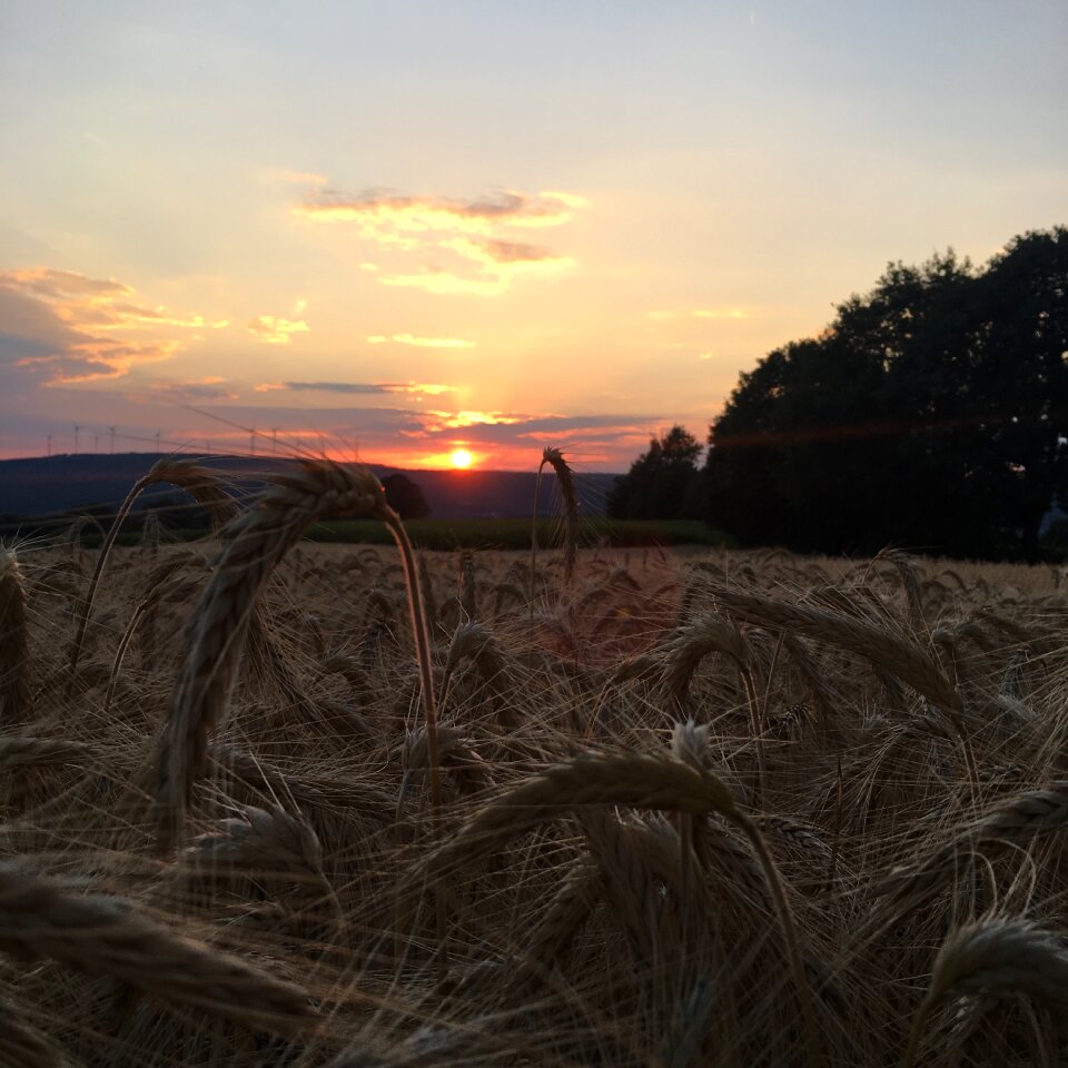 Sunset field landscape