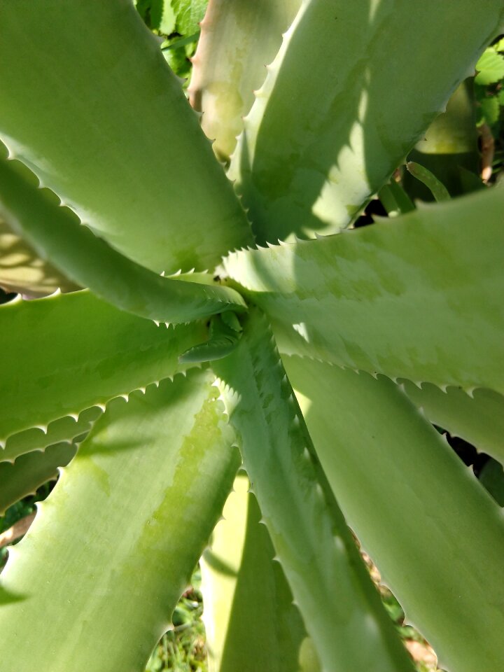 Aloe vera heallty
