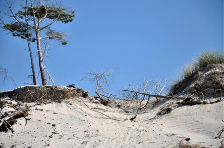 Beach tree grass