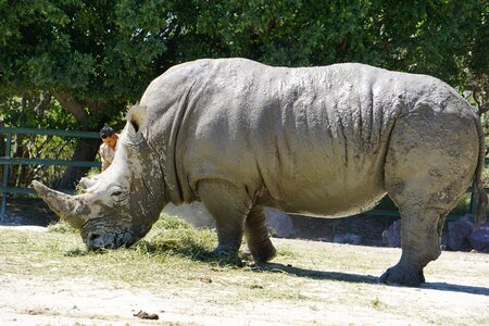 Africa rhino animals photo