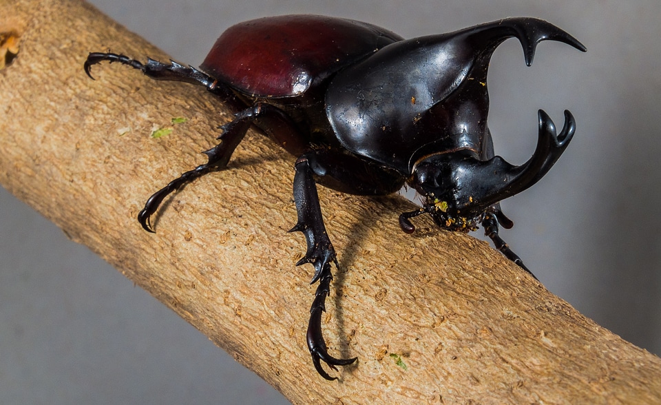 Tropical beetles rhinoceros beetle riesenkaefer