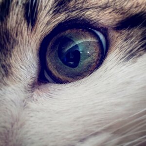 Close up animal cat's eye photo