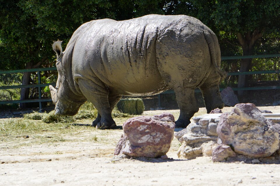 Africa rhino animals