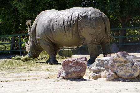 Africa rhino animals photo