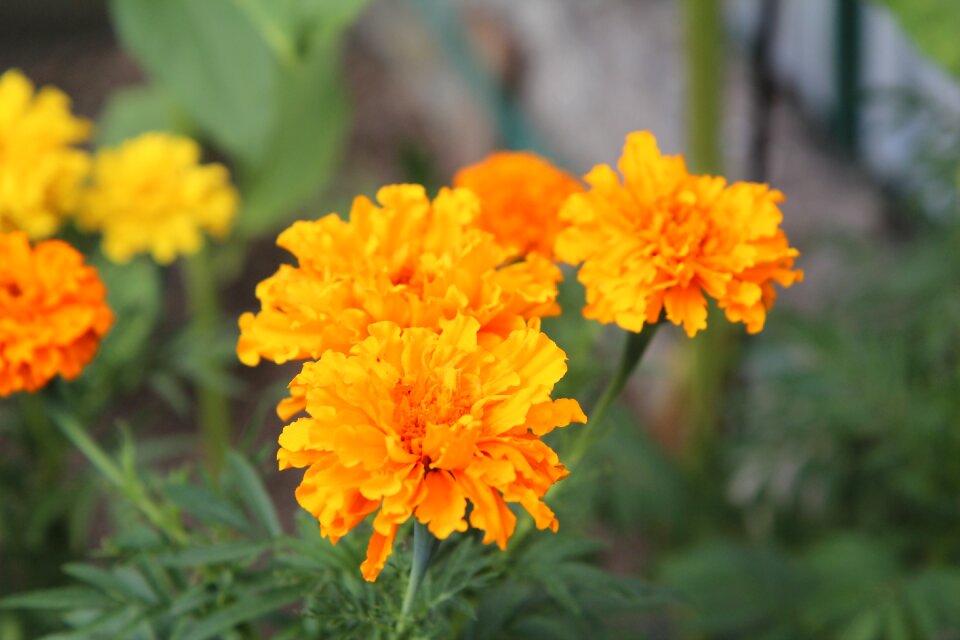 Yellow flowers yellow flowering