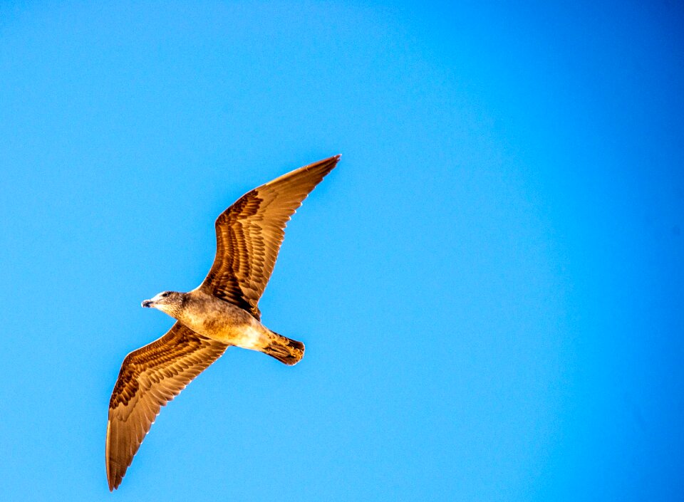 Bird sky