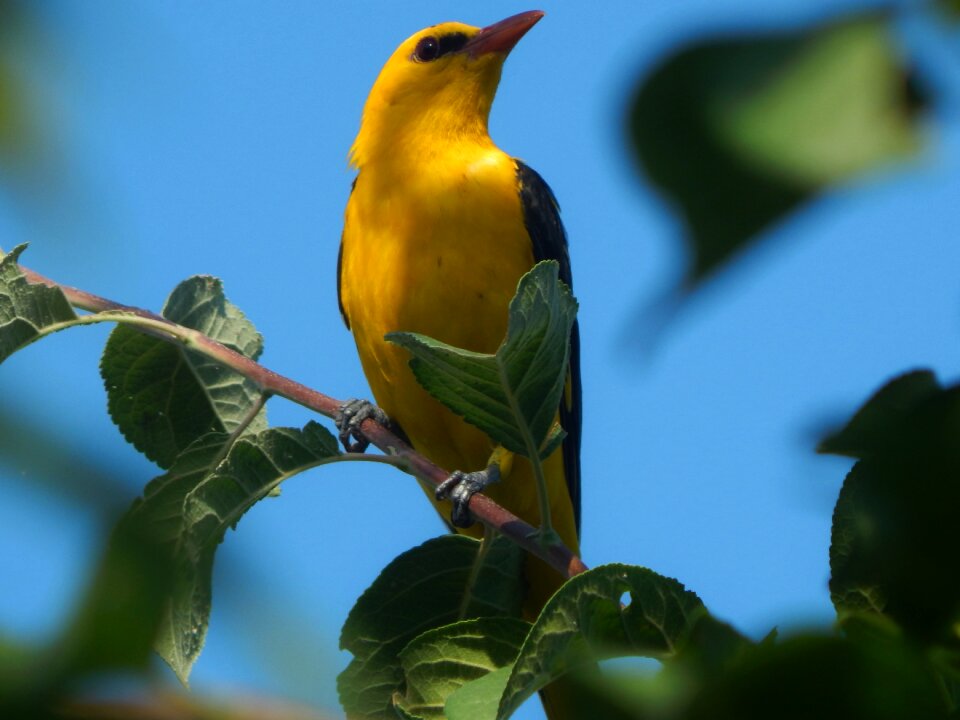 Birds oriole summer