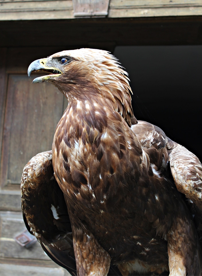 Bird of prey bird feather