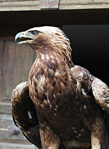Bird of prey bird feather