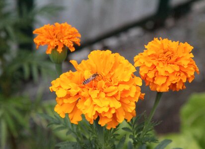 Yellow flowers yellow flowering